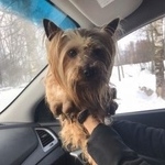 Подробнее об объявлении «Волосово Найдена собака кобель йоркширский терьер» Фото: найдена собака Йоркширский терьер «Волосово Найдена собака кобель йоркширский терьер» в г. Волосово