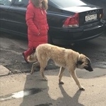 Подробнее об объявлении «Найдена собака добрая собачка Химки» Фото: найдена собака  «Найдена собака добрая собачка Химки» в г. Химки