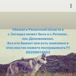 Подробнее об объявлении «Пропала собака кобель # собака Рязань» Фото: пропала собака  «Пропала собака кобель # собака Рязань» в г. Рязань