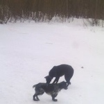 Подробнее об объявлении «Найдена собака бегают две породистые собачки Ярославль» Фото: найдена собака  «Найдена собака бегают две породистые собачки...» в г. Ярославль