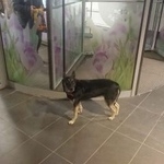 Подробнее об объявлении «Пропала собака Москва» Фото: пропала собака  «Пропала собака Москва» в г. Москва