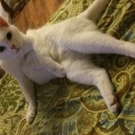 Подробнее об объявлении «Пропала кошка Москва» Фото: пропала кошка  «Пропала кошка Москва» в г. Москва