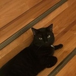 Подробнее об объявлении «Пропал кот Москва» Фото: пропала кошка  «Пропал кот Москва» в г. Москва