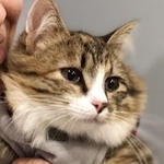 Подробнее об объявлении «Пропала кошка Москва» Фото: пропала кошка  «Пропала кошка Москва» в г. Москва