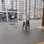 Подробнее об объявлении «Краснодар Найдена собака кобель» Фото: найдена собака  «Краснодар Найдена собака кобель» в г. Краснодар