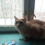 Подробнее об объявлении «Найдена кошка Щелково» Фото: найдена кошка  «Найдена кошка Щелково» в г. Щелково