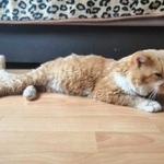 Подробнее об объявлении «Найден кот ослепший кот Батайск» Фото: найдена кошка  «Найден кот ослепший кот Батайск» в г. Батайск