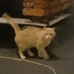 Подробнее об объявлении «Москва Найден кот рыжий кот» Фото: найдена кошка  «Москва Найден кот рыжий кот» в г. Москва