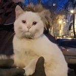 Подробнее об объявлении «Найдена кошка Курган» Фото: найдена кошка  «Найдена кошка Курган» в г. Курган