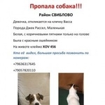 Подробнее об объявлении «Пропала собака Москва» Фото: пропала собака Джек рассел терьер «Пропала собака Москва» в г. Москва