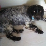 Подробнее об объявлении «Краснодар Найдена собака ищу добрых хозяев» Фото: найдена собака  «Краснодар Найдена собака ищу добрых хозяев» в г. Краснодар