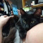 Подробнее об объявлении «Пропал кот Москва» Фото: пропала кошка  «Пропал кот Москва» в г. Москва