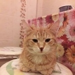 Подробнее об объявлении «Москва Найдена кошка рыжая кошка ищет дом» Фото: найдена кошка  «Москва Найдена кошка рыжая кошка ищет дом» в г. Москва