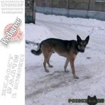 Подробнее об объявлении «Пропала собака кобель пёс 10 марта 2019 года. Ангарск» Фото: пропала собака  «Пропала собака кобель пёс 10 марта 2019 года....» в г. Ангарск