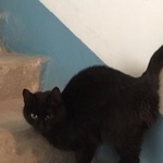 Подробнее об объявлении «Найдена кошка Курган» Фото: найдена кошка  «Найдена кошка Курган» в г. Курган