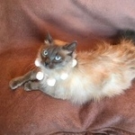 Подробнее об объявлении «Пропал кот Москва» Фото: пропала кошка Сиамская «Пропал кот Москва» в г. Москва