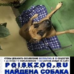 Подробнее об объявлении «Краснодар Найдена собака» Фото: найдена собака Стаффордширский бультерьер «Краснодар Найдена собака» в г. Краснодар