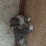 Подробнее об объявлении «Пропала кошка Москва» Фото: пропала кошка  «Пропала кошка Москва» в г. Москва