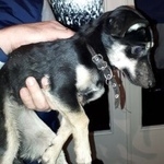 Подробнее об объявлении «Ангарск Найдена собака» Фото: найдена собака  «Ангарск Найдена собака» в г. Ангарск