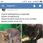 Подробнее об объявлении «Таганрог Найдена кошка британка метис» Фото: найдена кошка Британская короткошерстная «Таганрог Найдена кошка британка метис» в г. Таганрог