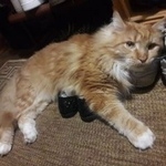 Подробнее об объявлении «Пропал кот Москва» Фото: пропала кошка  «Пропал кот Москва» в г. Москва