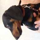 Подробнее об объявлении «Найдена собака кобель щенок таксы мальчик Нижний Новгород» Фото: найдена собака Такса «Найдена собака кобель щенок таксы мальчик...» в г. Нижний Новгород