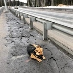 Подробнее об объявлении «Найдена собака кобель Санкт-Петербург» Фото: найдена собака  «Найдена собака кобель Санкт-Петербург» в г. Санкт-Петербург