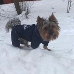 Подробнее об объявлении «Пропала собака кобель Москва» Фото: пропала собака Йоркширский терьер «Пропала собака кобель Москва» в г. Москва