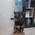 Подробнее об объявлении «Найдена собака кобель чудесный добрый мальчишка Тюмень» Фото: найдена собака  «Найдена собака кобель чудесный добрый мальчишка...» в г. Тюмень