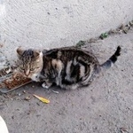 Подробнее об объявлении «Найдена кошка Курган» Фото: найдена кошка  «Найдена кошка Курган» в г. Курган