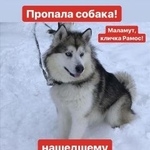 Подробнее об объявлении «Пропала собака кобель Химки» Фото: пропала собака Аляскинский маламут «Пропала собака кобель Химки» в г. Химки