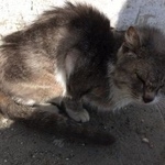 Подробнее об объявлении «Найдена кошка Курган» Фото: найдена кошка  «Найдена кошка Курган» в г. Курган