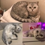Подробнее об объявлении «Пропала кошка Хабаровск» Фото: пропала кошка Британская короткошерстная «Пропала кошка Хабаровск» в г. Хабаровск