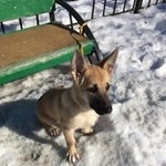 Подробнее об объявлении «Найдена собака Тюмень» Фото: найдена собака  «Найдена собака Тюмень» в г. Тюмень