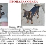 Подробнее об объявлении «Пропала собака дуня - небольшая собака Москва» Фото: пропала собака  «Пропала собака дуня - небольшая собака Москва» в г. Москва