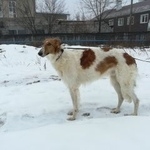 Подробнее об объявлении «Воронеж Найдена собака кобель» Фото: найдена собака Русская псовая борзая «Воронеж Найдена собака кобель» в г. Воронеж