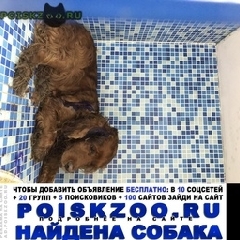 Подробнее об объявлении «Найдена собака спаниель Ростов-на-Дону» Фото: найдена собака Американский кокер-спаниель «Найдена собака спаниель Ростов-на-Дону» в г. Ростов-на-Дону