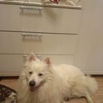 Подробнее об объявлении «Пропала собака кобель по кличке гектор белый японский шпиц Москва» Фото: пропала собака Японский шпиц «Пропала собака кобель по кличке гектор белый...» в г. Москва