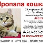Подробнее об объявлении «Пропала кошка Курган» Фото: пропала кошка  «Пропала кошка Курган» в г. Курган