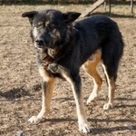 Подробнее об объявлении «Пропала собака кобель пес, кобель, бальт Королев» Фото: пропала собака  «Пропала собака кобель пес, кобель, бальт Королев» в г. Королев