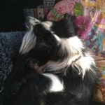 Подробнее об объявлении «Пропала собака кобель Хабаровск» Фото: пропала собака Бордер колли «Пропала собака кобель Хабаровск» в г. Хабаровск