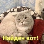 Подробнее об объявлении «Найден кот британский кот Ростов-на-Дону» Фото: найдена кошка Британская короткошерстная «Найден кот британский кот Ростов-на-Дону» в г. Ростов-на-Дону