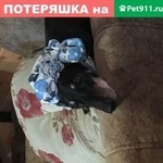 Подробнее об объявлении «Пропала собака кобель друг  Москва» Фото: пропала собака Такса «Пропала собака кобель друг  Москва» в г. Москва