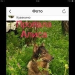 Подробнее об объявлении «Пропала собака в новой москве алиса Москва» Фото: пропала собака  «Пропала собака в новой москве алиса Москва» в г. Москва