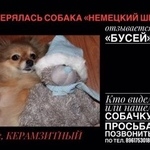 Подробнее об объявлении «Пропала собака Курган» Фото: пропала собака  «Пропала собака Курган» в г. Курган