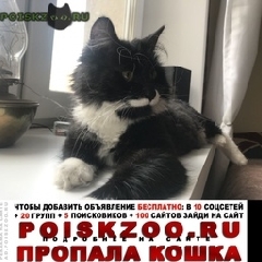 Подробнее об объявлении «Пропал кот марьина роща, Москва» Фото: пропала кошка  «Пропал кот марьина роща, Москва» в г. Москва