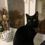 Подробнее об объявлении «Найдена кошка Москва» Фото: найдена кошка  «Найдена кошка Москва» в г. Москва