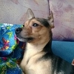 Подробнее об объявлении «Пропала собака кобель той-терьер Северск» Фото: пропала собака Той-терьер «Пропала собака кобель той-терьер Северск» в г. Северск