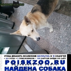 Подробнее об объявлении «Найдена собака кобель Москва» Фото: найдена собака  «Найдена собака кобель Москва» в г. Москва