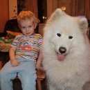 Подробнее об объявлении «Подольск Пропала собака кобель самоед» Фото: пропала собака Самоедская лайка «Подольск Пропала собака кобель самоед» в г. Подольск